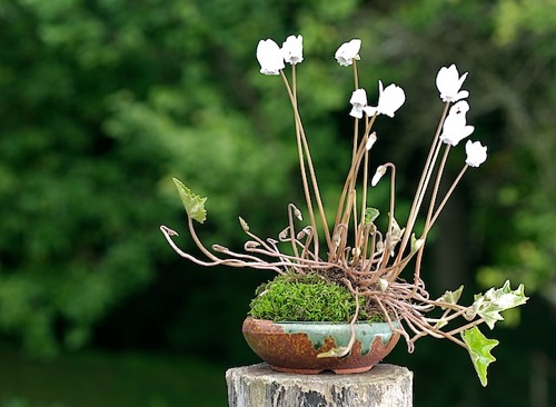 Cyclamen_japanspirits_1.jpg