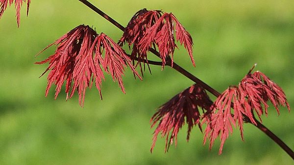 Acer palmatum 'Dissectum Garnet' (schlechte Bonsaieignung)