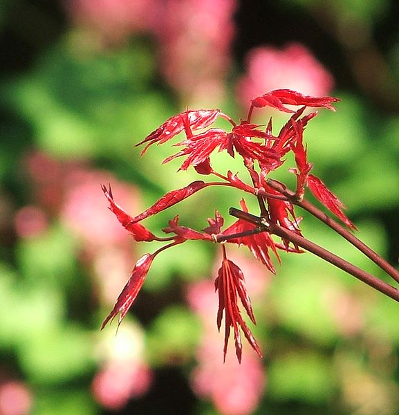 Acer palmatum 'Chishio Improved'