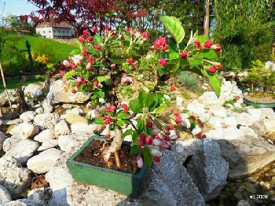 malus - unbekannt.JPG 2.JPG