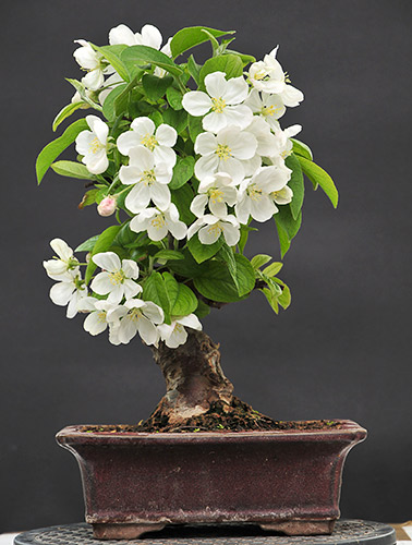 Malus_schmieda_0409_1.jpg