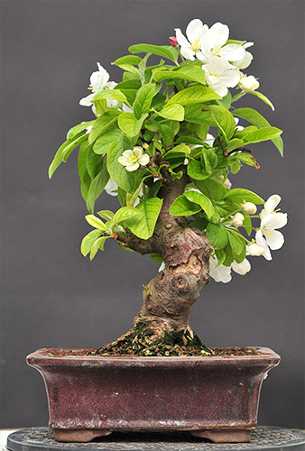 Malus_schmieda_0409_3.jpg