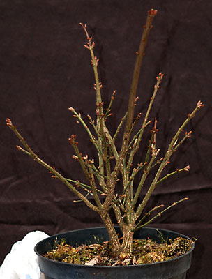 euonymus_schmieda_03.2007.jpg