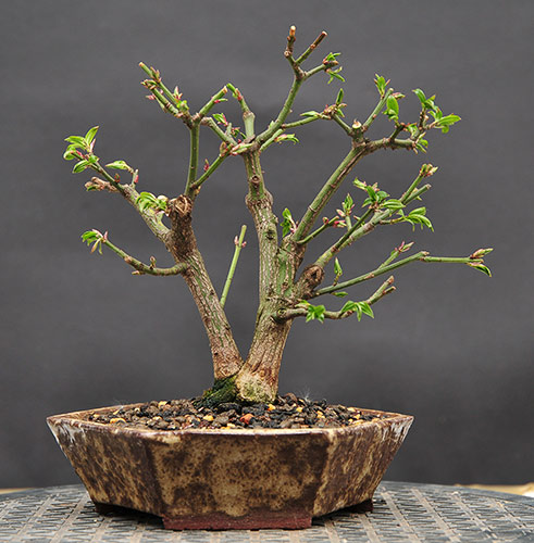 euonymus_schmieda_04.2009_1.jpg