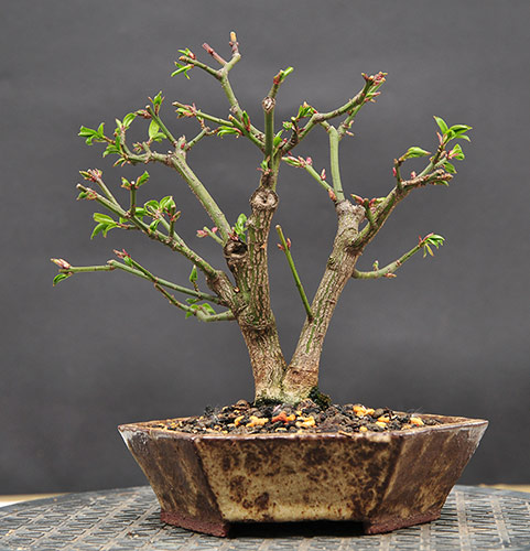 euonymus_schmieda_04.2009_2.jpg