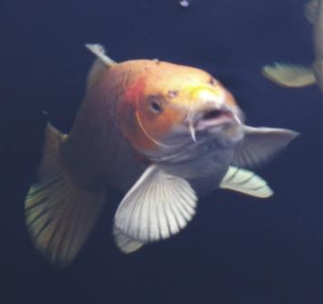 koi.jpg