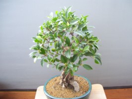 ficus 001 [320x200].JPG