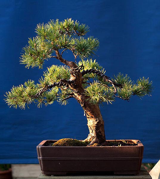 Big_pine_4_09.jpg
