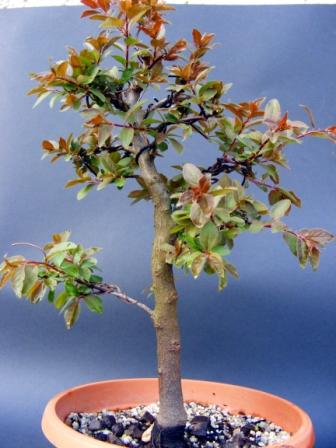 prunus_small.JPG