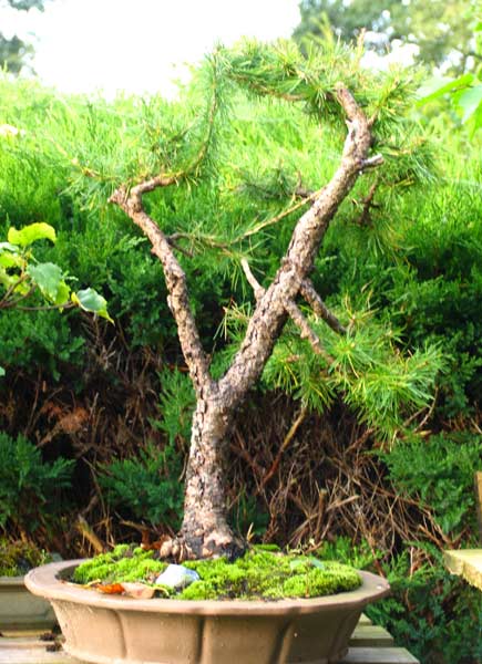 Da der Baum so irgendwie ungleichgewichtig war, habe ich mich für eine Seite des Doppelstammes entschieden .
