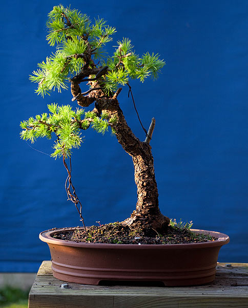So sieht der Baum zur Zeit aus.<br />Jetzt möchte ich beginnen Etagen zu entwickeln