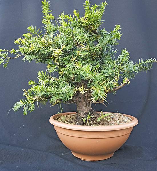 Taxus2_2c.jpg