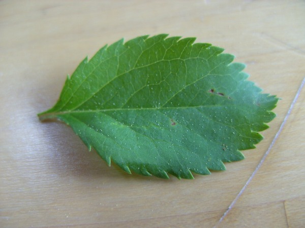 die Punkte auf dem Blatt sind keine Spinnmilben, sondern Blütenstaub;O)-  Blattgröße ca 3,5 cm