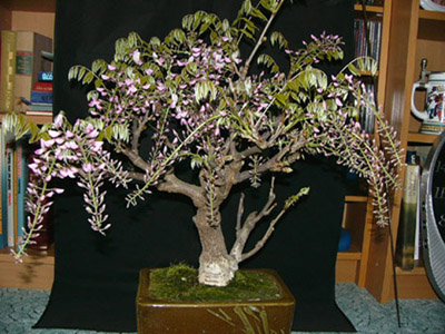 wisteria.JPG