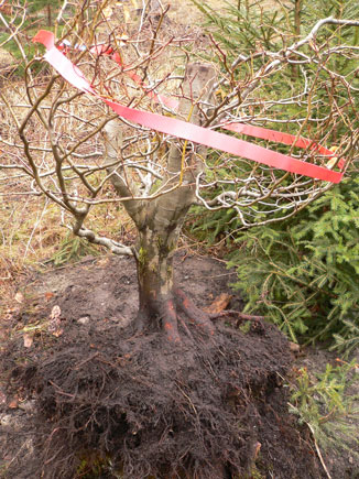 Fagus-Yami-6.jpg