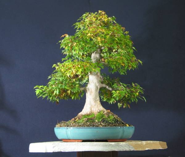 Acer Buergerianum Höhe 70 cm, Stammdurchmesser 15 cm