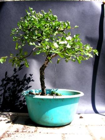 crataegus_small.JPG