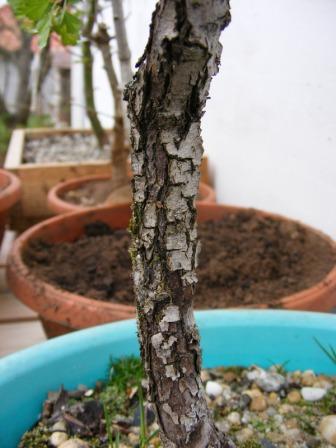 stamm_closeup.JPG
