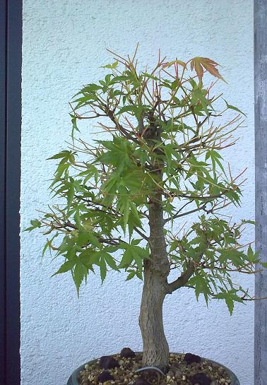 katsura ohne laub.jpg