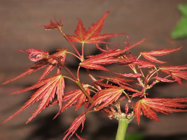 Acer palmatum 'Wilsons Pink Dwarf'