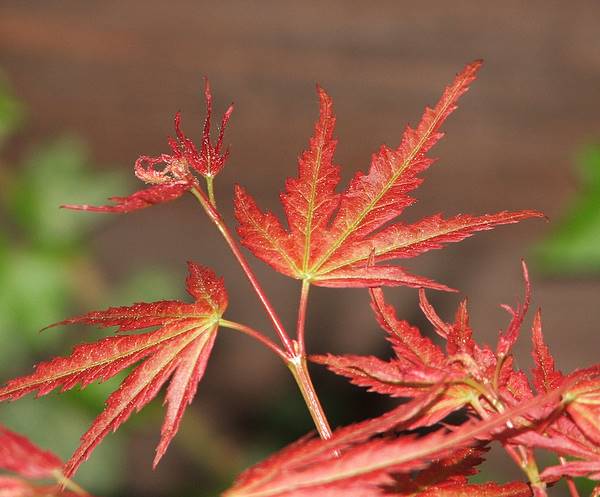 Acer palmatum 'Wilsons Pink Dwarf'