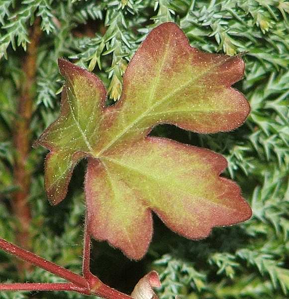 Acer campestre