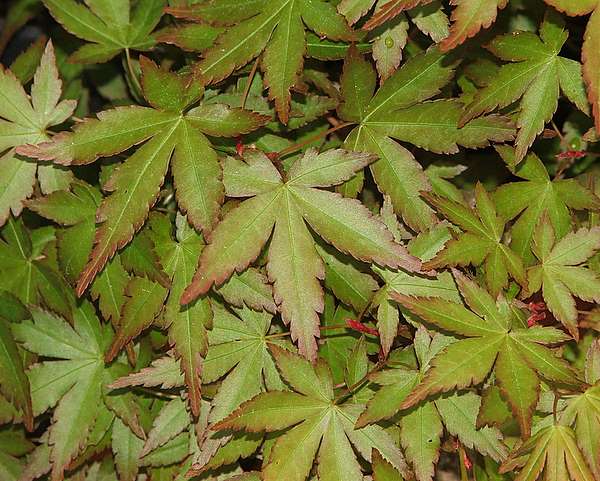 Acer palmatum