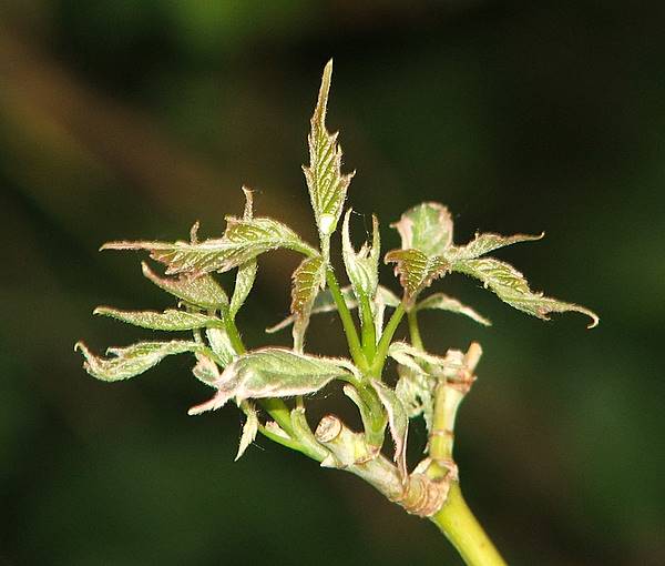 Acer negundo 'Variegatum'