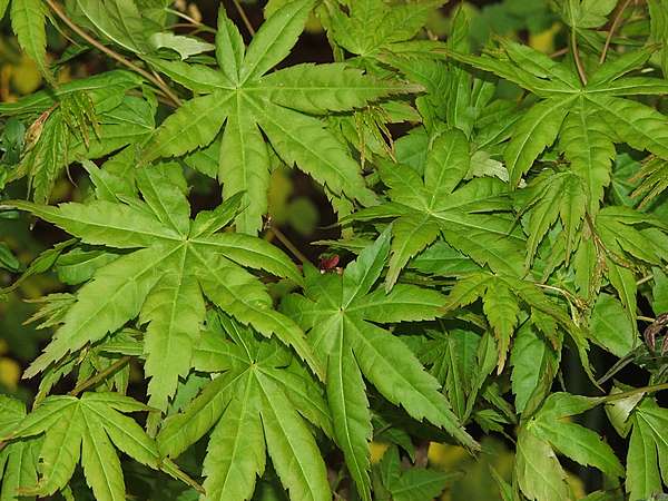 Acer palmatum 'Ibo Nishiki'