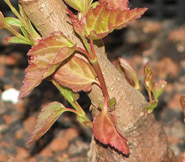 Acer ginnala