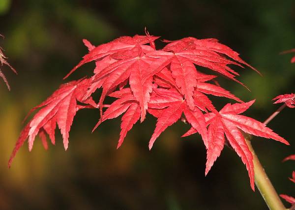 Acer palmatum 'Chishio Improved'