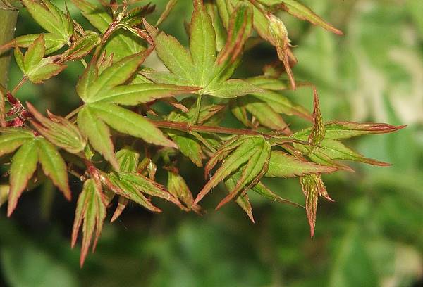Acer palmatum 'Yatsubusa'