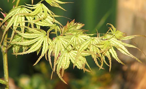 Acer palmatum 'First Ghost'