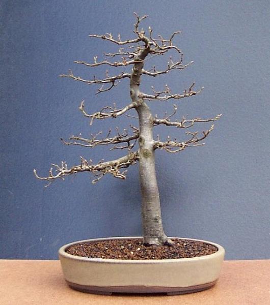 carpinus betulus009  22-03-2009.JPG