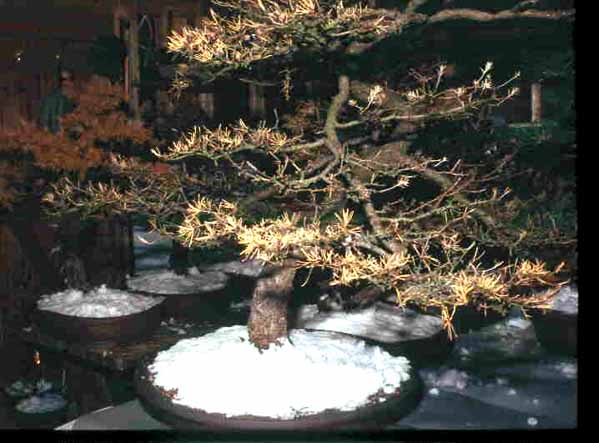 Lärchen im Schuppen überwintert.