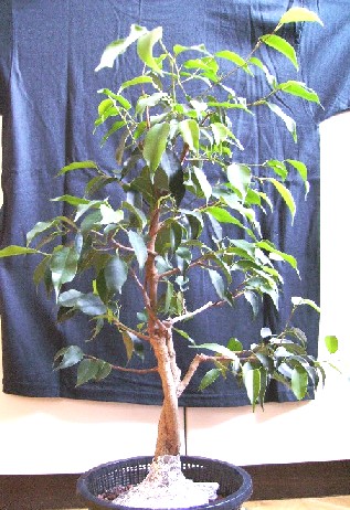 ficus_maerz09.jpg