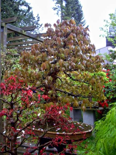 Rosa_HansApril2009_26.jpg