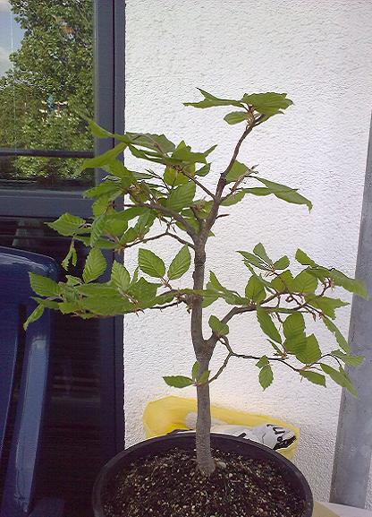 rotbuche1.jpg