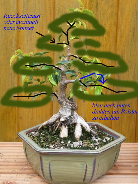 Ficusl02_michael_net.jpg