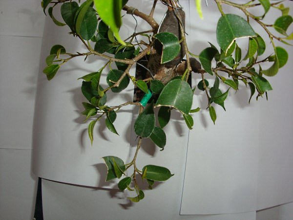 DSC04502.JPG