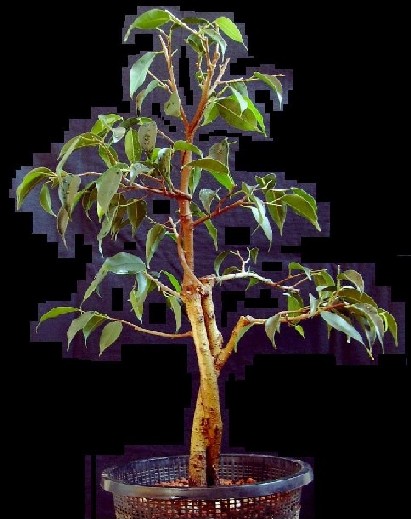 ficus_grMai09.JPG