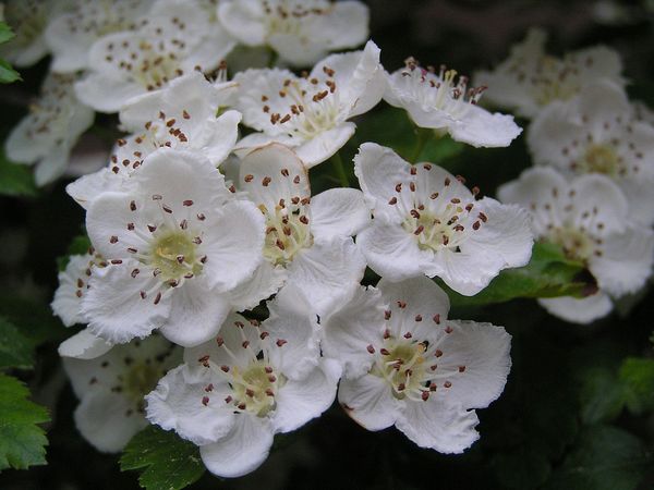 Weißdornblüten neue Bilder 845239.jpg