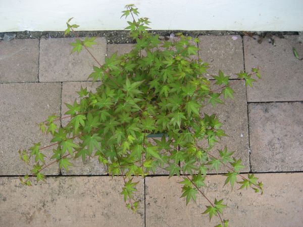 Draufsicht