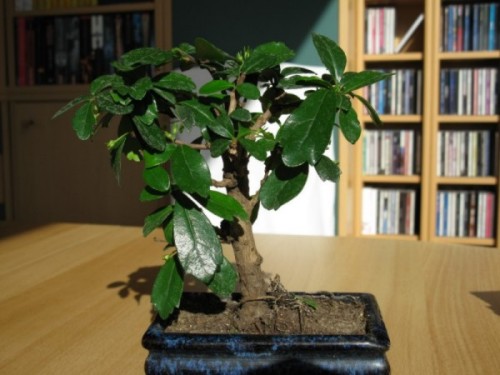 bonsai_c.jpg