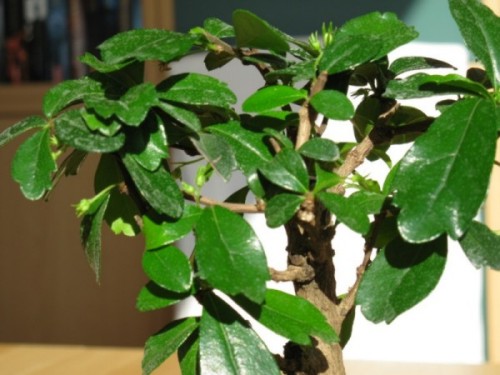 bonsai_d.jpg