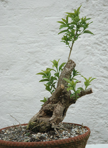 Forsythie1-11.5.9.jpg