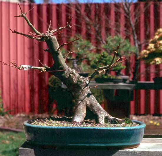 Acer024_1995s.jpg