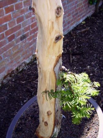 Mammutbaum 13.05.2009 004.jpg