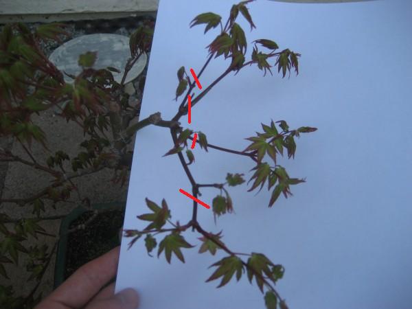 Ast Nr. 3