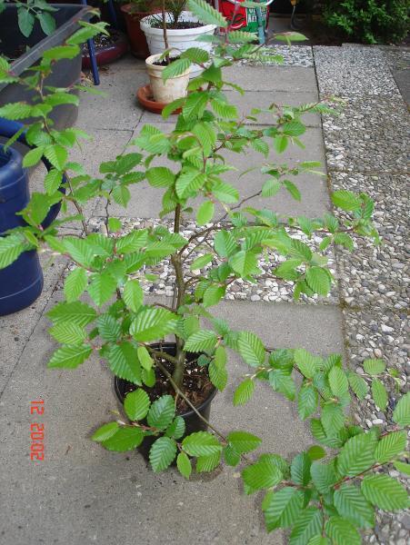 Buche 2 (ganz).JPG